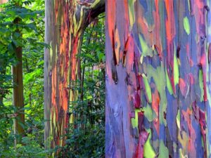 Rainbow Eucalyptus_2