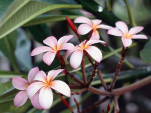 plumeria flowers local flower of the hawaiian islands