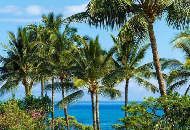 Hualalai Resort Hillside 4102 - Palm trees - Hawaii Vacation Home