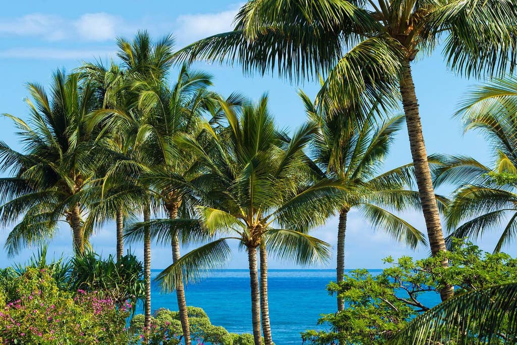 Hualalai Resort Hillside 4102 - Palm trees - Hawaii Vacation Home