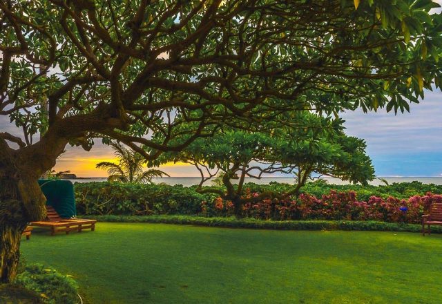 Ocean Spray - Beautiful Tree in the backyard - Oahu Vacation Home