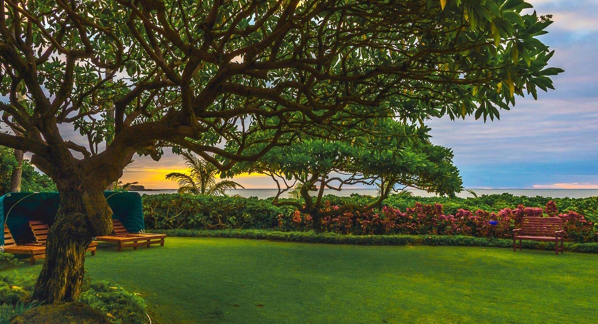 Ocean Spray - Beautiful Tree in the backyard - Oahu Vacation Home