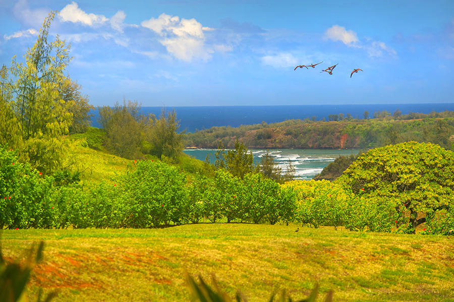 Star Steps - Backyard - Hawaiian Luxury Vacation Home